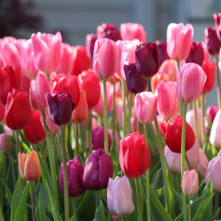 A mass planting of Purple Lady triumph tulips, in a mix of warm hues including pink, rose, lavender and burgundy.