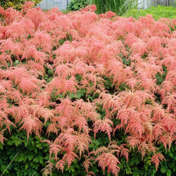 Astilbe Japonica Straussenfeder