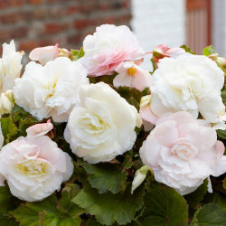 The lush, white flowers of upright tuberous begonia Superba White.