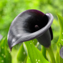 The dark and dramatic, almost black flower of calla lily Odessa.