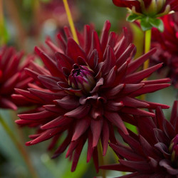 One blossom of cactus dahlia Tamburo, showing this variety's spiky petals and dark, burgundy and maroon color.