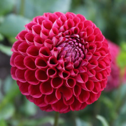 Singe flower of dahlia Cornel, a deep red ball form with perfectly round blossoms and strong stems.