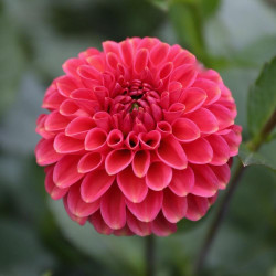 Close up of a single blossom of ball dahlia Zundert Mystery Fox, highlighting the flower's unique color blend of coral, rose and terra cotta.