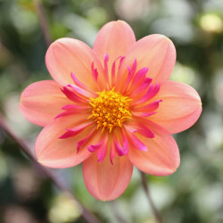 One blossoms of collarette dahlia Kelsey Annie Joy, showing this variety's single row of peach-pink petals surrounding a frilly collar of short, deep pink petals.