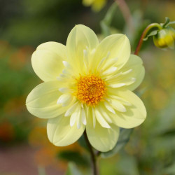 One pale yellow flower of collarette dahlia Kelsey Sunshine, showing the single row of outer petals around short, creamy white inner petals and a pollen-rich golden yellow center.