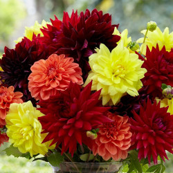 A large bouquet of dinnerplate dahlias in a mix of warm colors, featuring flowers in colors of yellow, orange and red.