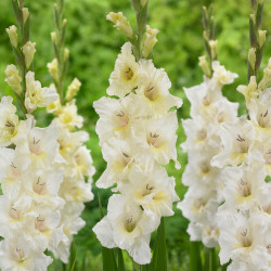 Gladiolus White Prosperity