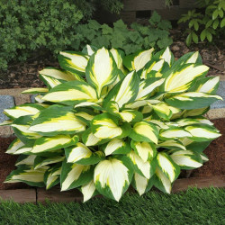 Hosta Medium Leaf Color Festival