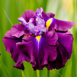 Iris Ensata Blueberry Pie