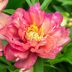 Peony Itoh Julia Rose (Spring)