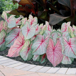 The sun and shade tolerant caladium White Queen displaying its decorative white and pink foliage.