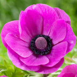 Anemone De Caen Sylphide, showing this hot pink flower's blue-black center.