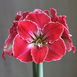 Amaryllis Magical Touch with rounded, bright red petals that are edged in white.