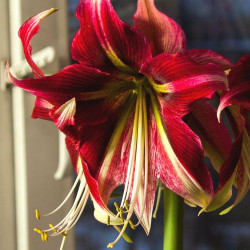 Amaryllis Single Ruby Star