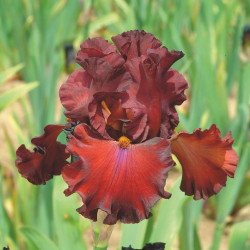 Bearded Iris Grateful Red