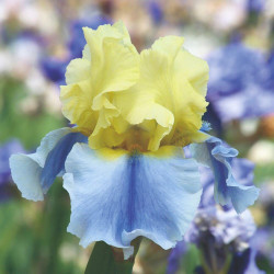 Side view of bearded iris Easter Candy, showing the flower's sky blue falls and pale yellow standards.