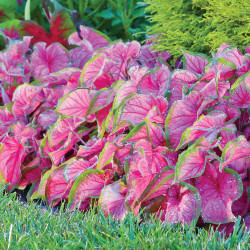 Caladium Florida Sweetheart displaying its hot pink foliage in a sunny garden bed.