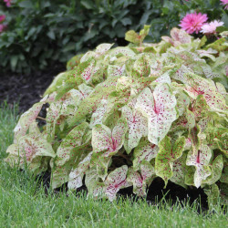 Dwarf caladium Miss Muffet growing in a sunny garden and displaying creamy leaves with pink veins and dark green freckles.