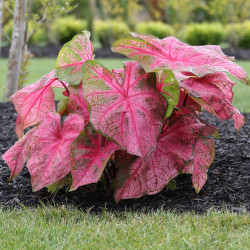 The shade loving caladium Fannie Munson, displaying its large hot pink leaves.