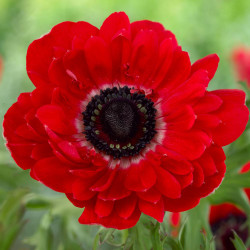 A single blossom of double anemone The Governor, showing its brilliant red petals and striking black center.