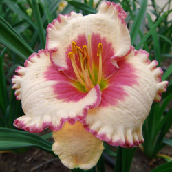 Daylily Ageless Beauty