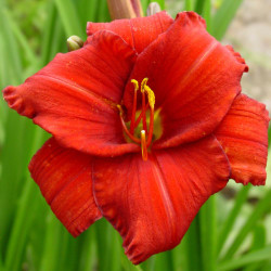 Daylily Chicago Apache