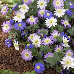 A planting of mixed anemone blanda, featuring daisy-like flowers that are white, pink, lavender and purple.