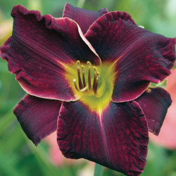 Daylily Night Beacon