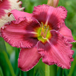 Daylily Russian Ragtime