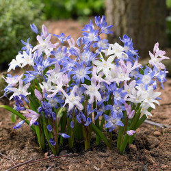 Chionodoxa blooming in a spring garden, showing a range of flower colors including white, pink and blue.