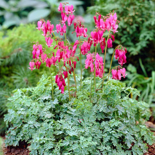 Dicentra Formosa King of Hearts