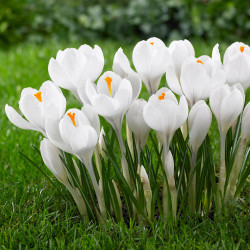 The snowy-white flowers of crocus Jeanne d'Arc blooming in an early spring garden.