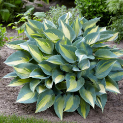 Hosta Small Leaf Catherine