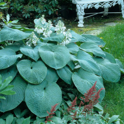 Hosta Large Leaf Bressingham Blue