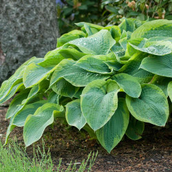 Hosta Large Leaf Frances Williams