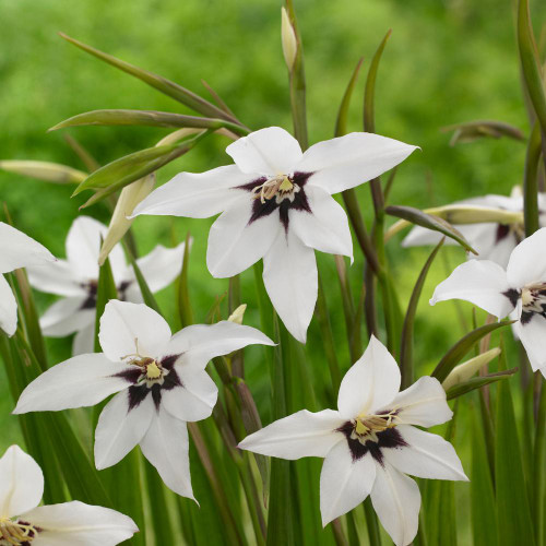 The white star-like flowers of Acidanthera bicolor,  a fragrant summer-blooming bulb also known as Gladiolus Murielae