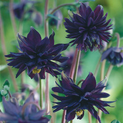 Aquilegia Vulgaris Black Barlow