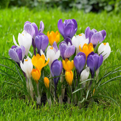 A mix of large flowering crocus in assorted colors, blooming in a spring garden.