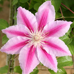 Clematis Dr. Ruppel