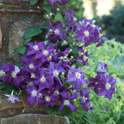 Clematis Jackmanii