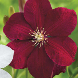 Clematis Red (Rouge) Cardinal