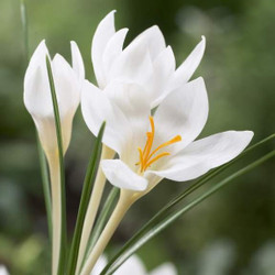 Early-blooming species crocus Miss Vain, showing the pure white flowers with bright yellow stigmas.