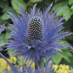 Eryngium Blue Star