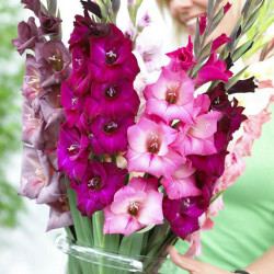 Gladiolus Large Flowering Sorbet Mix