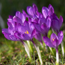 The brilliant violet-purple flowers of species crocus Ruby Giant blooming in an early spring garden.