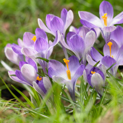 The lavender and white flowers of species crocus Yalta in a sunny, early spring garden.