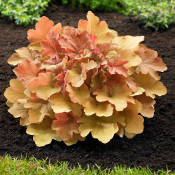 Heuchera Caramel