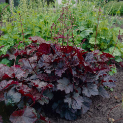 Heuchera Palace Purple