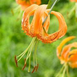 Side view of the orange species lilies Henryi, showing the flower's reflexed petals, chocolate freckles and long, showy anthers.