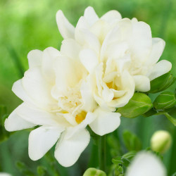 An elegant, all white double freesia.